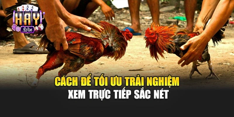 Cách để tối ưu trải nghiệm xem trực tiếp sắc nét