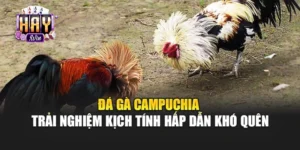 Đá gà Campuchia – Trải nghiệm kịch tính hấp dẫn khó quên