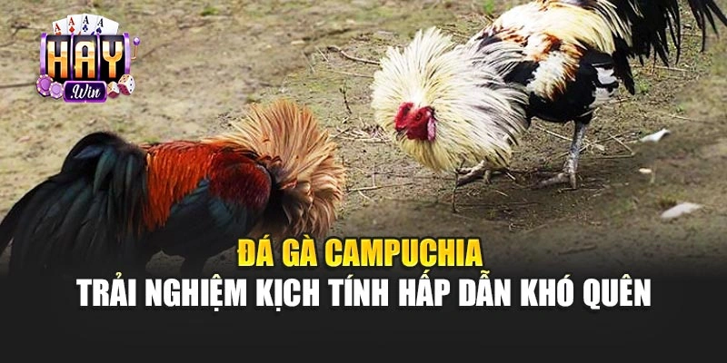 Đá gà Campuchia – Trải nghiệm kịch tính hấp dẫn khó quên
