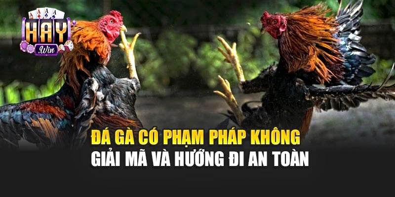 Đá Gà Có Phạm Pháp Không – Giải Mã Và Hướng Đi An Toàn