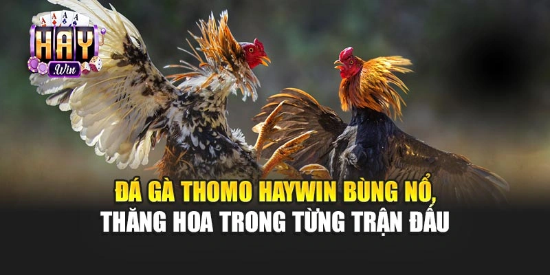 Đá Gà Thomo Haywin Bùng Nổ, Thăng Hoa Trong Từng Trận Đấu