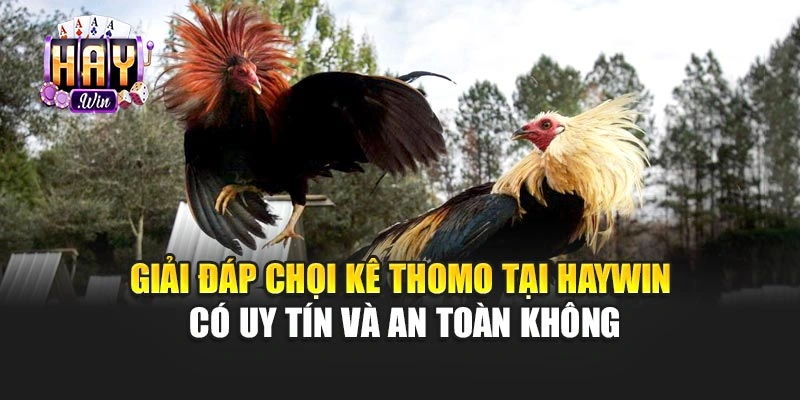 Giải đáp chọi kê Thomo tại haywin có uy tín và an toàn không