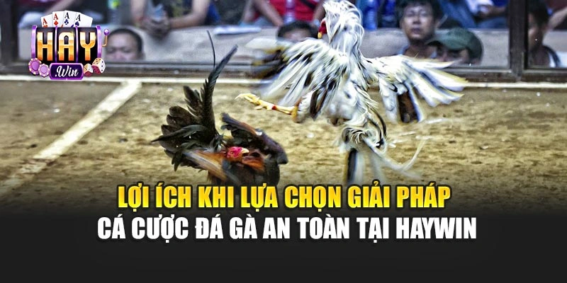 Lợi ích khi lựa chọn giải pháp cá cược đá gà an toàn tại haywin