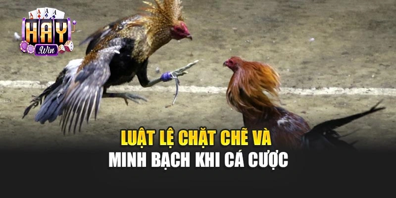 Luật lệ chặt chẽ và minh bạch khi cá cược