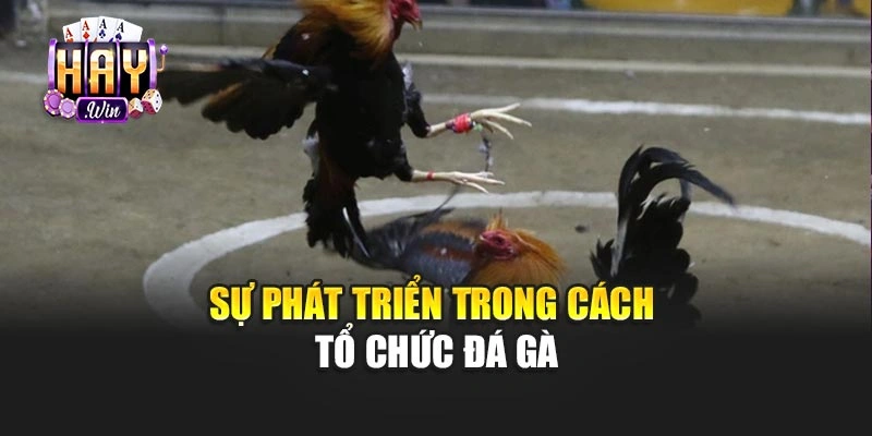 Sự phát triển trong cách tổ chức đá gà
