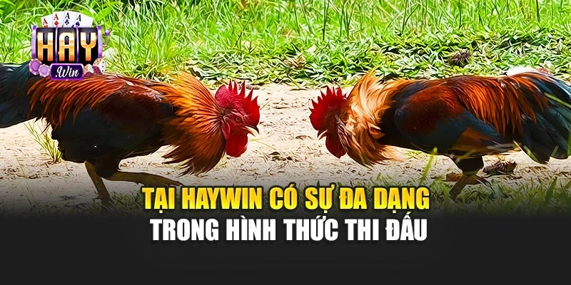 Tại Haywin có sự đa dạng trong hình thức thi đấu