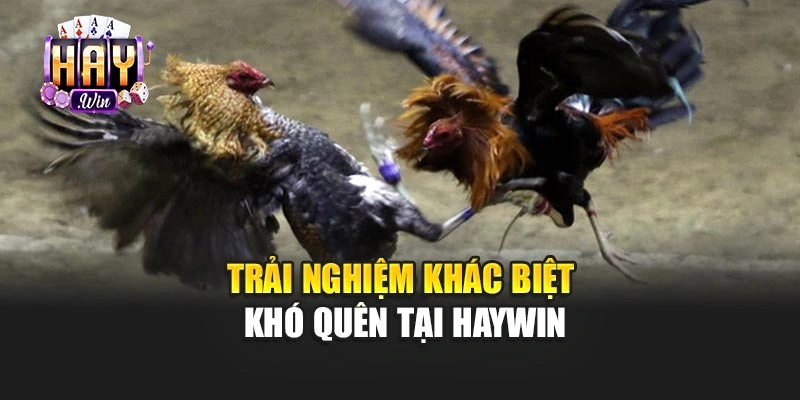 Trải nghiệm khác biệt khó quên tại Haywin